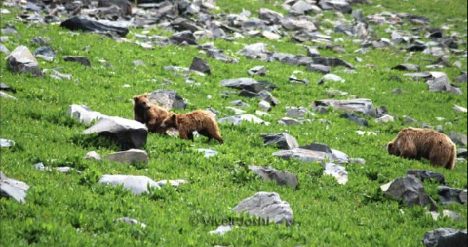 Photo of Dachigam National Park 2/3 by 